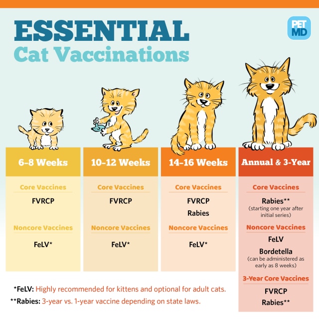 Cat vaccination schedule malaysia