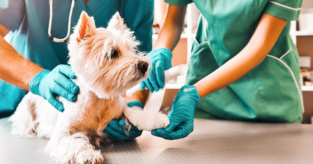 Vet clinic edmonton