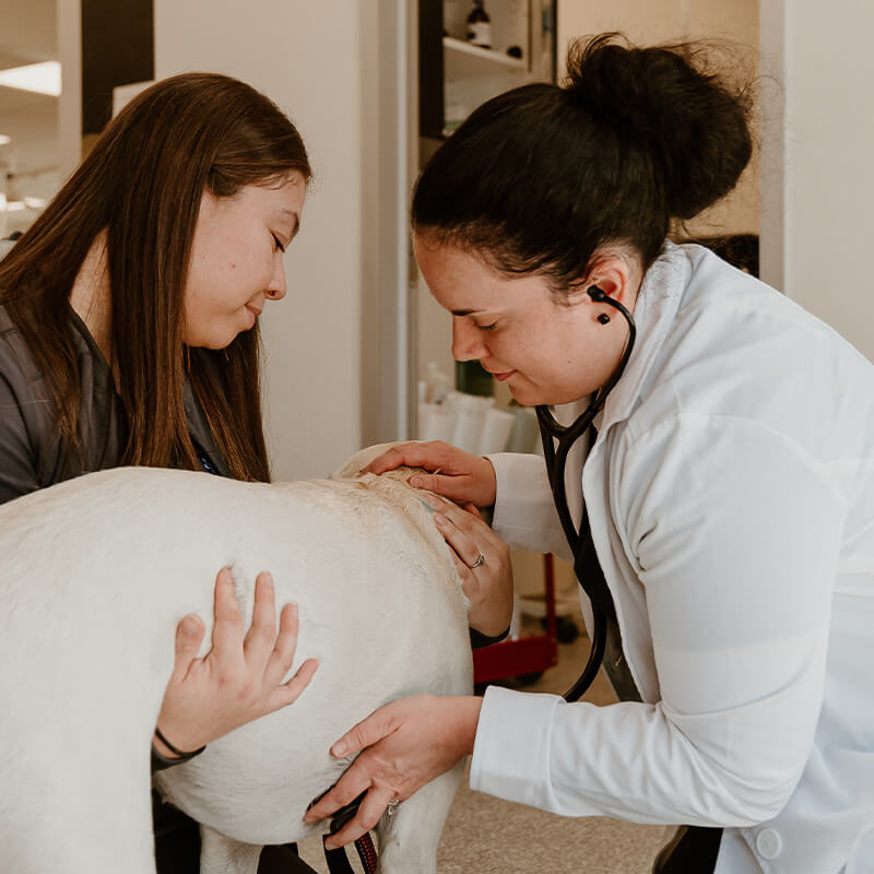 4 paws animal clinic
