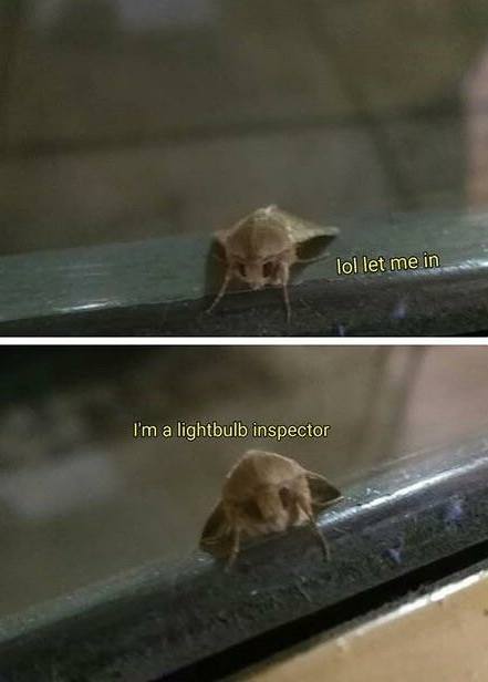 Pin On Moth Memes - Best Abstract Textures in Full HD