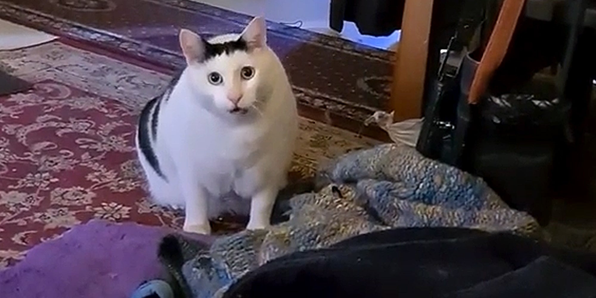 Huh Cat Meme Is Here For Life S Dumbfounding Moments
