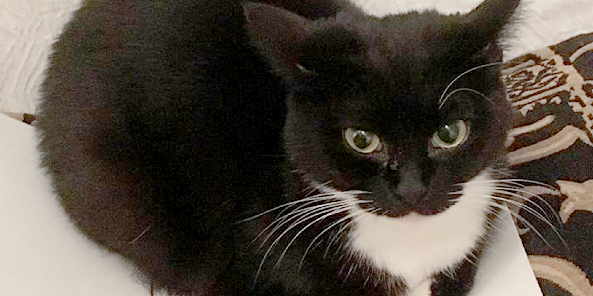 Wisdom Cat Maxwell Security System - Premium Ocean Art Gallery - Mobile