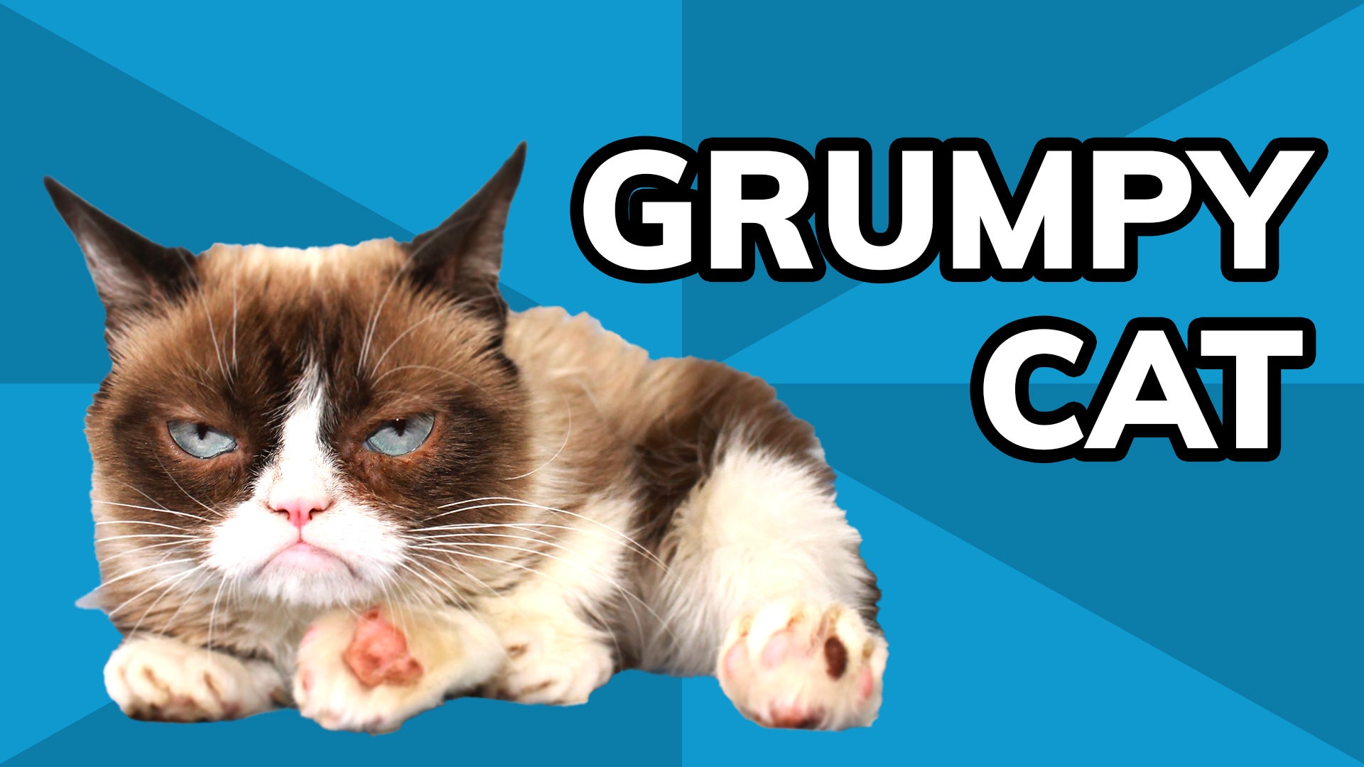 Meme History Grumpy Cat - Perfect High Resolution Gradient Designs | Free Download