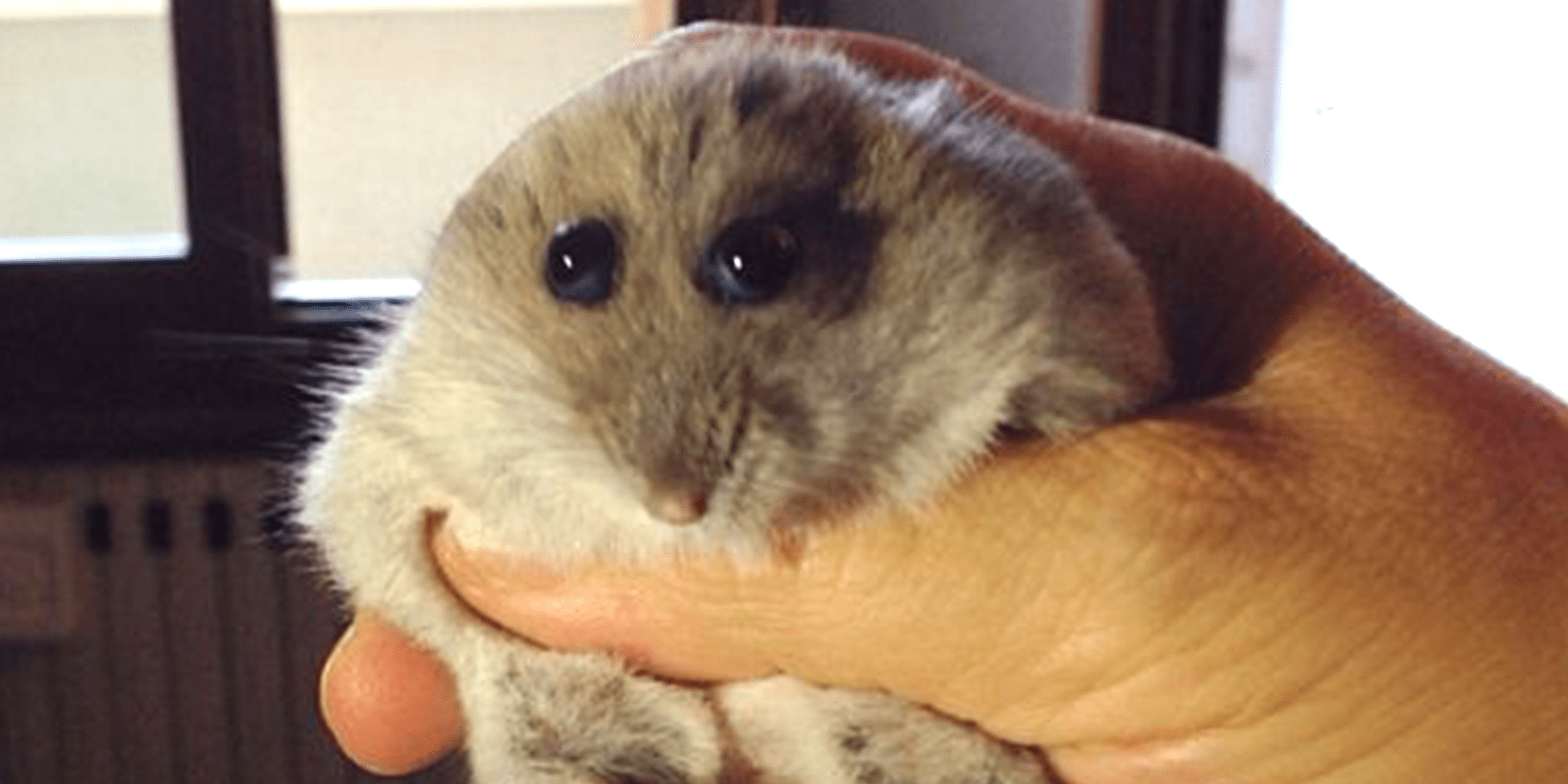 Hampter 9gag - Mobile Geometric Patterns for Desktop