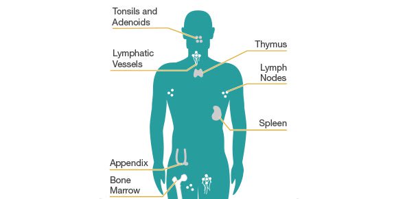 See all immune system topics Immune System Practice Quiz 1 Quizalize