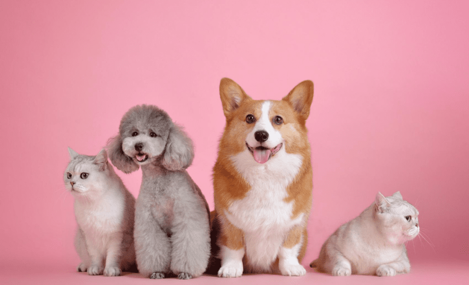 Alaska Airlines Pet Policy Guide [2022] UponArriving