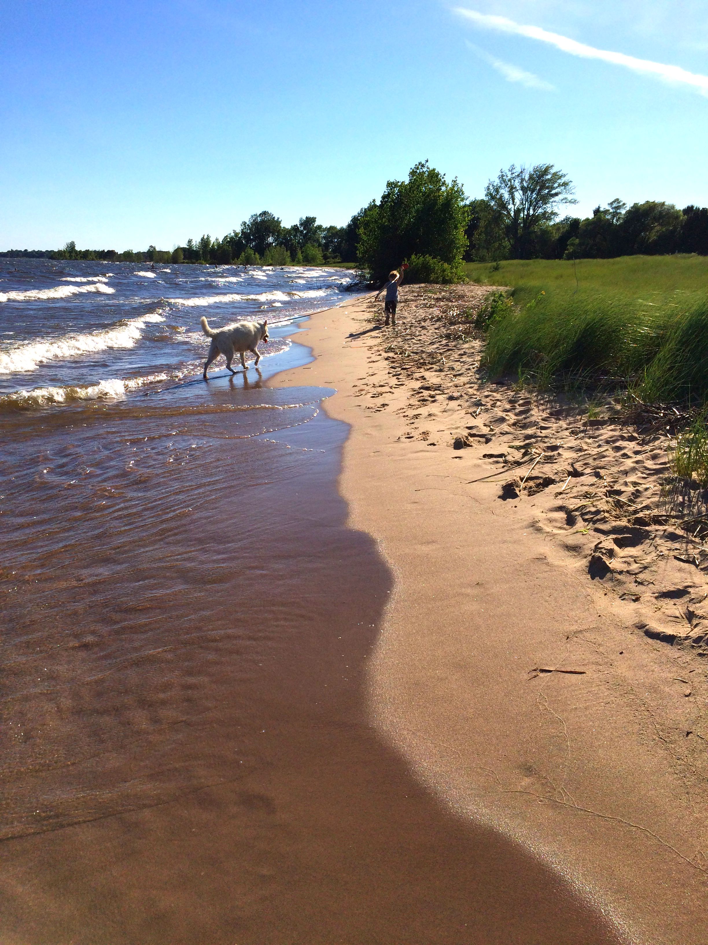 Beach Dog Boy