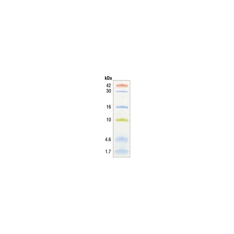 Color-coded prestained protein marker, low range (1.7-42 kda)