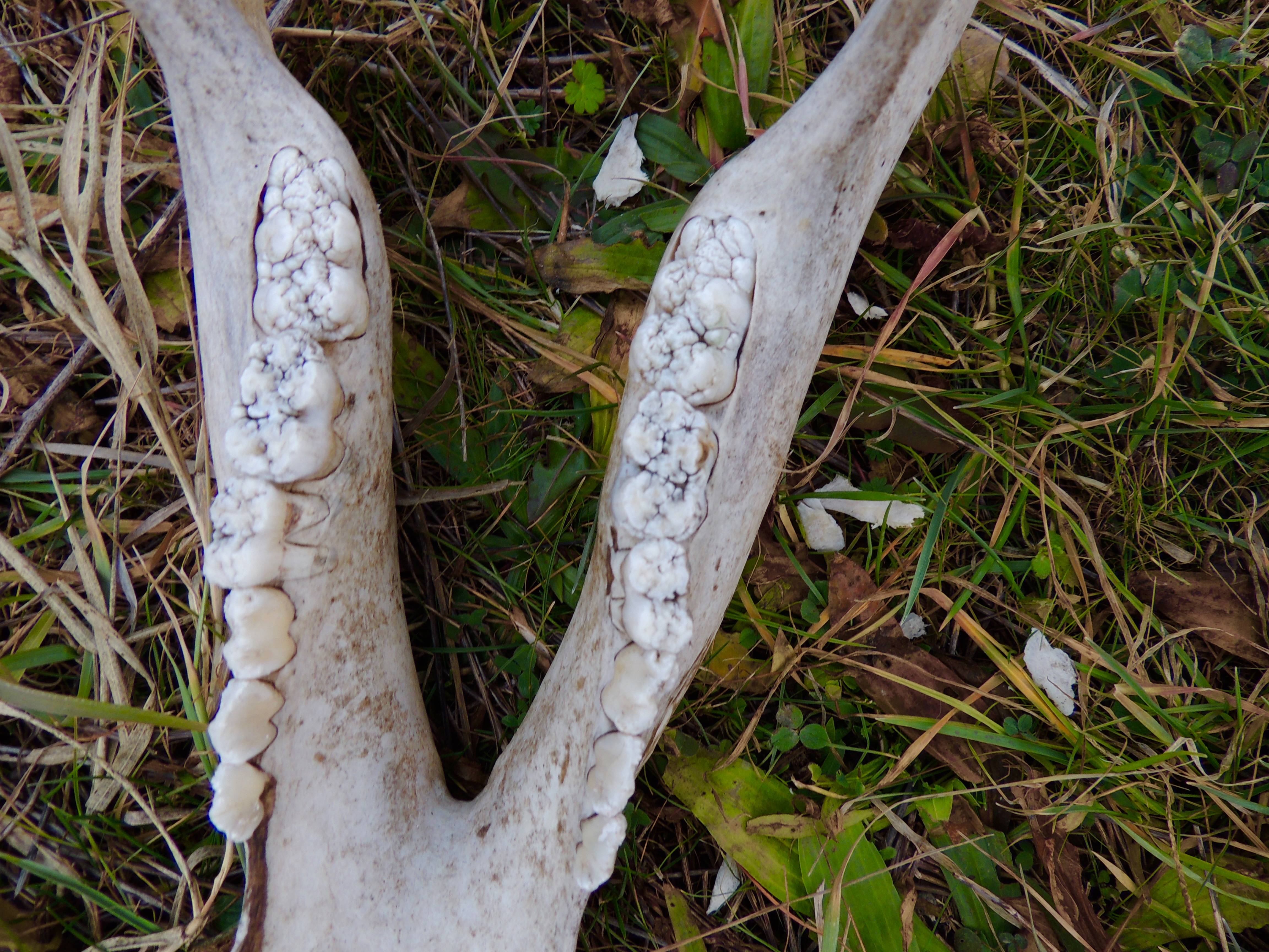 Cow jaw