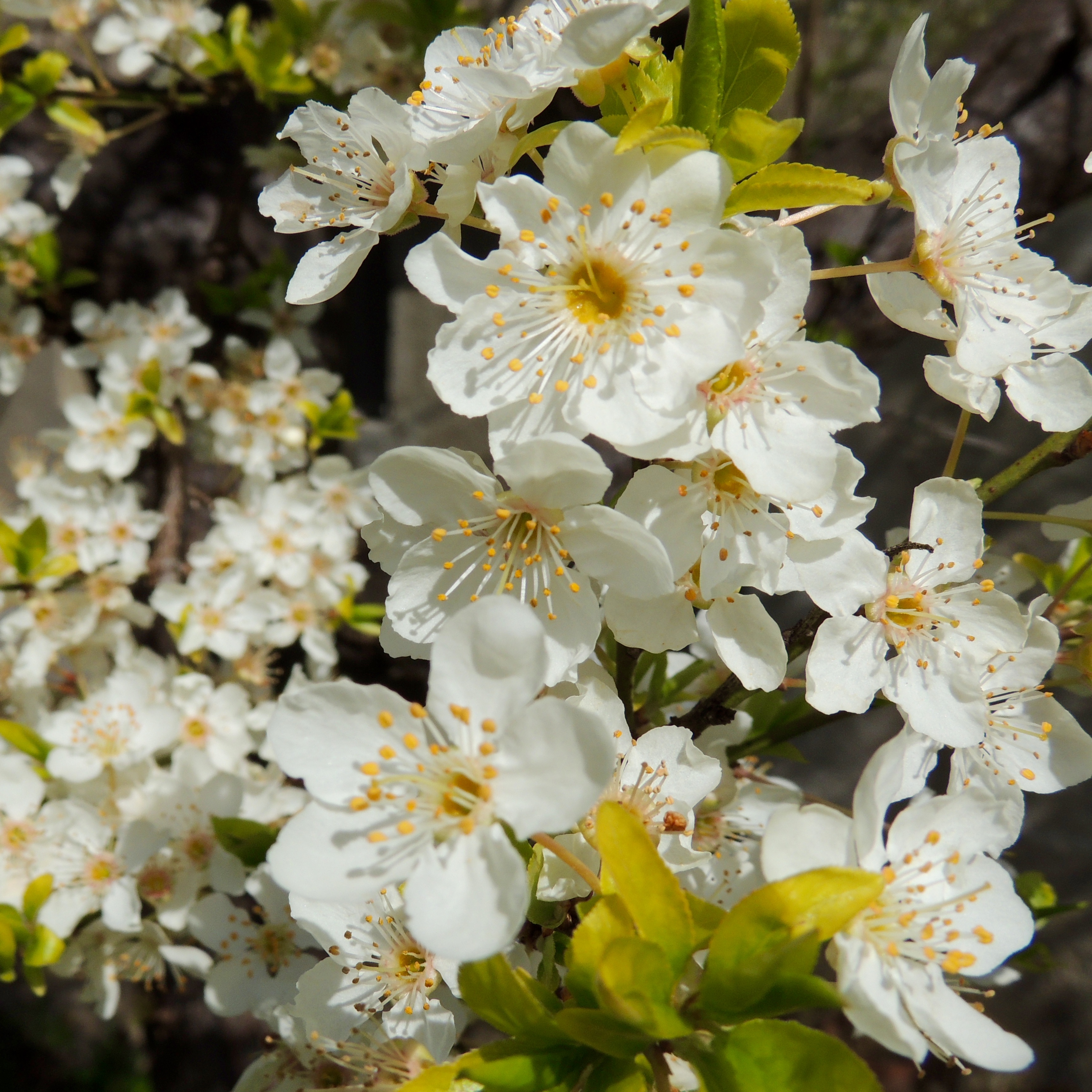 plum tree blossoms