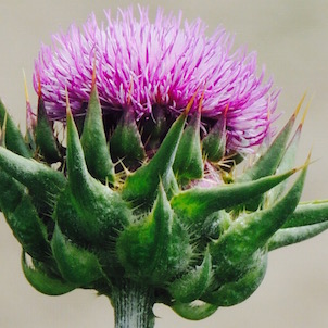 Thistle