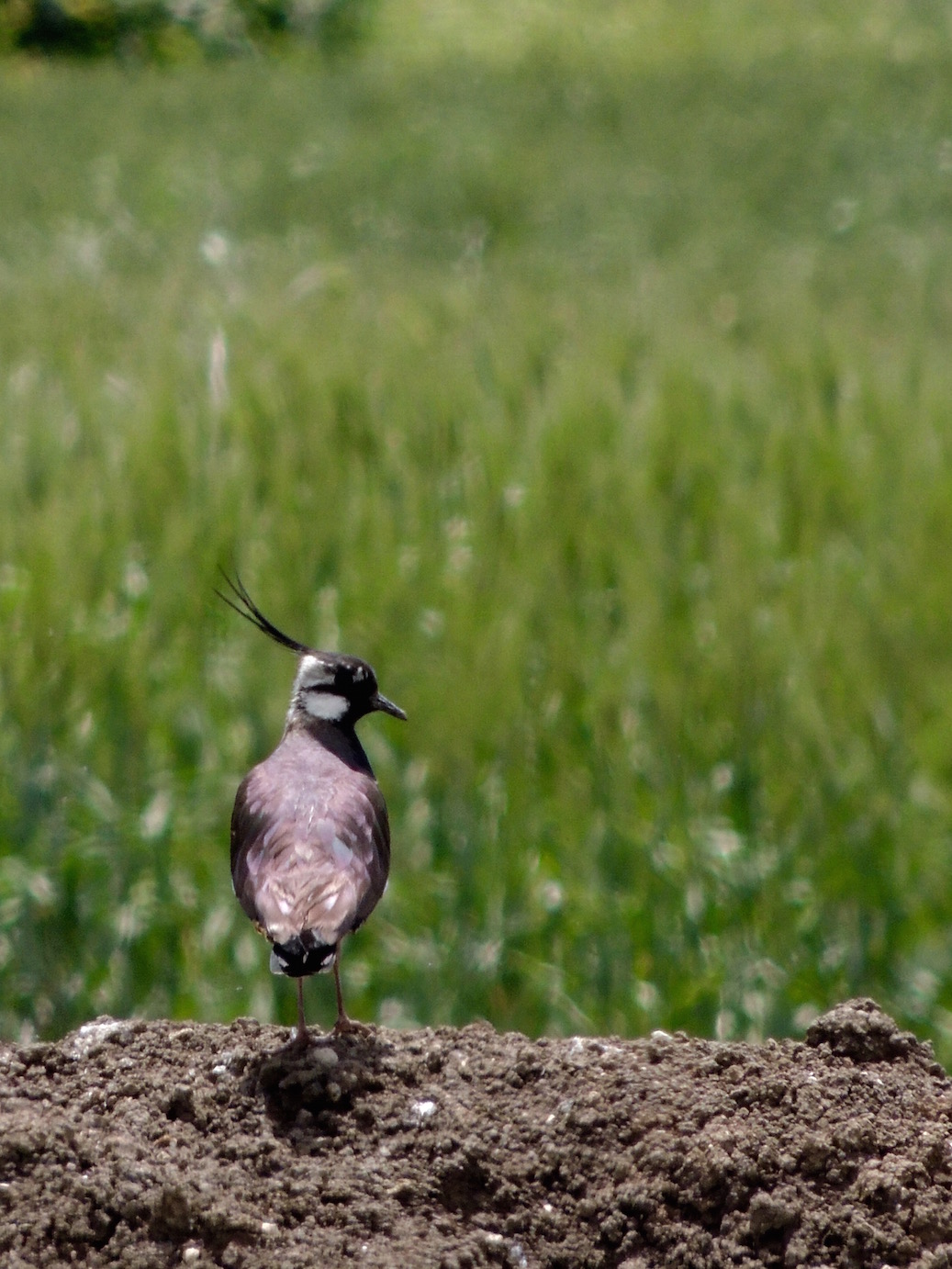 I don't know what kind of bird this is, but what a cool head feather!