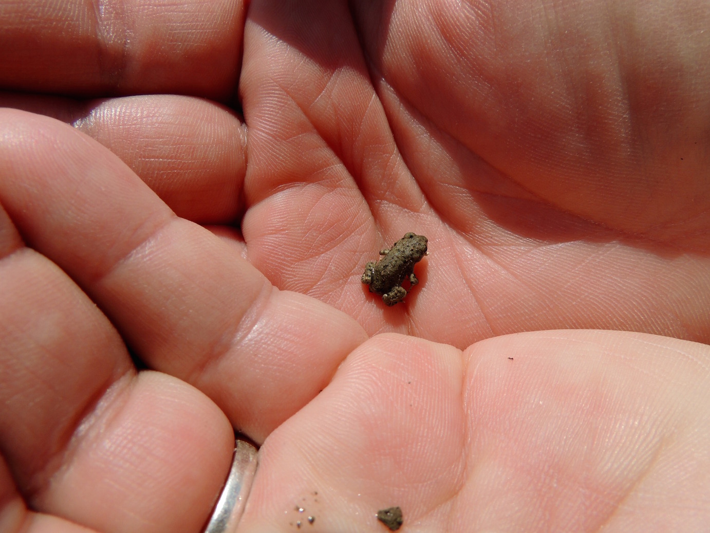 Teeny tiny frog