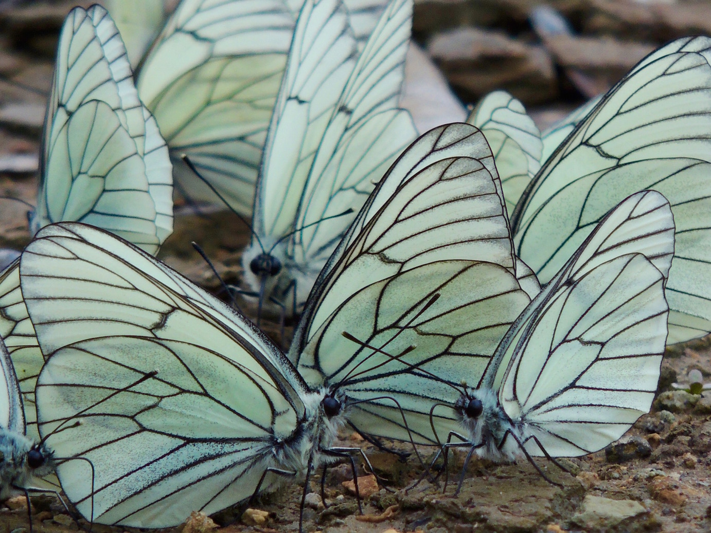 We found a butterfly nest! So cool!