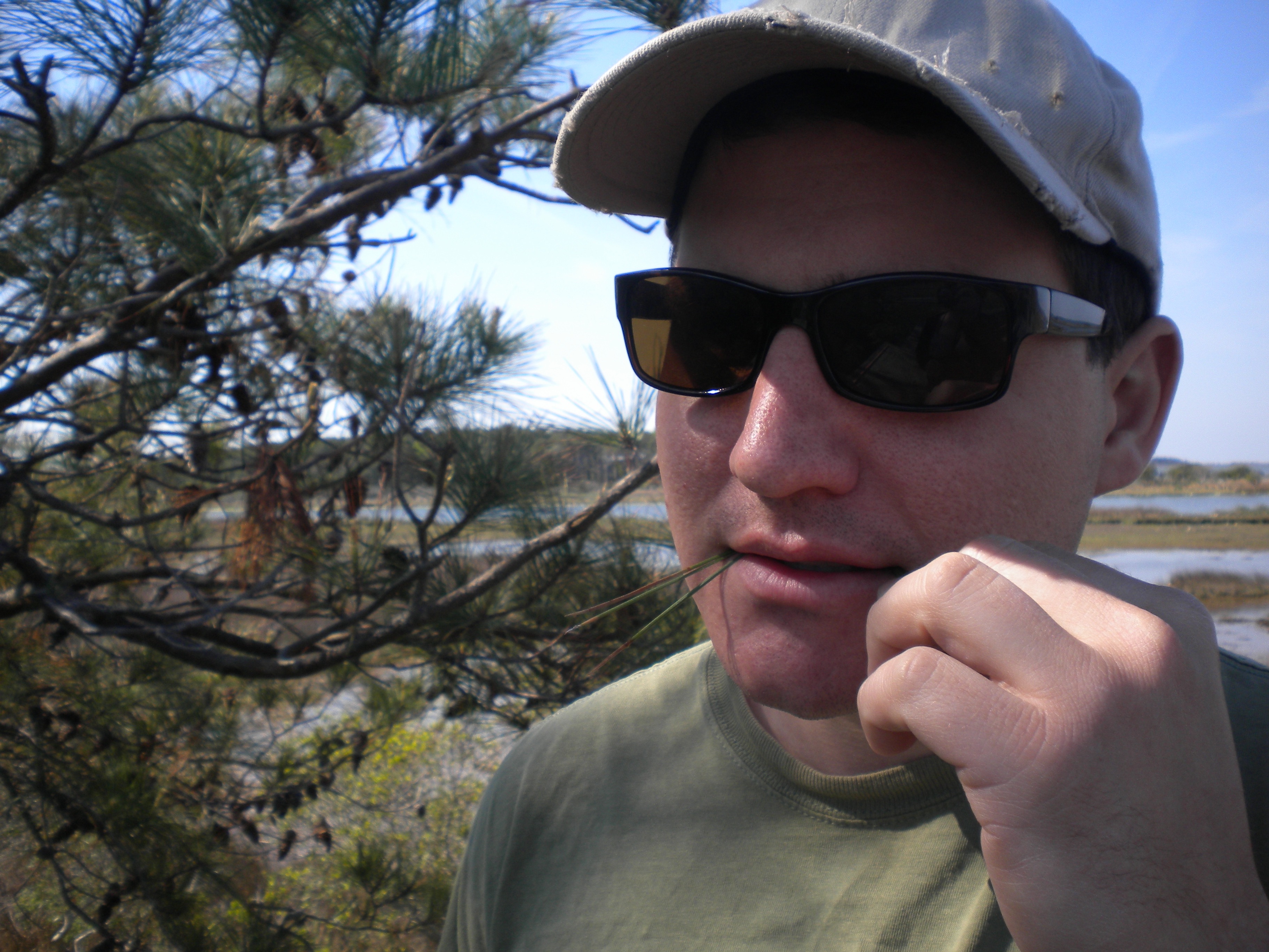 Eating pine needles for a vitamin c packed snack