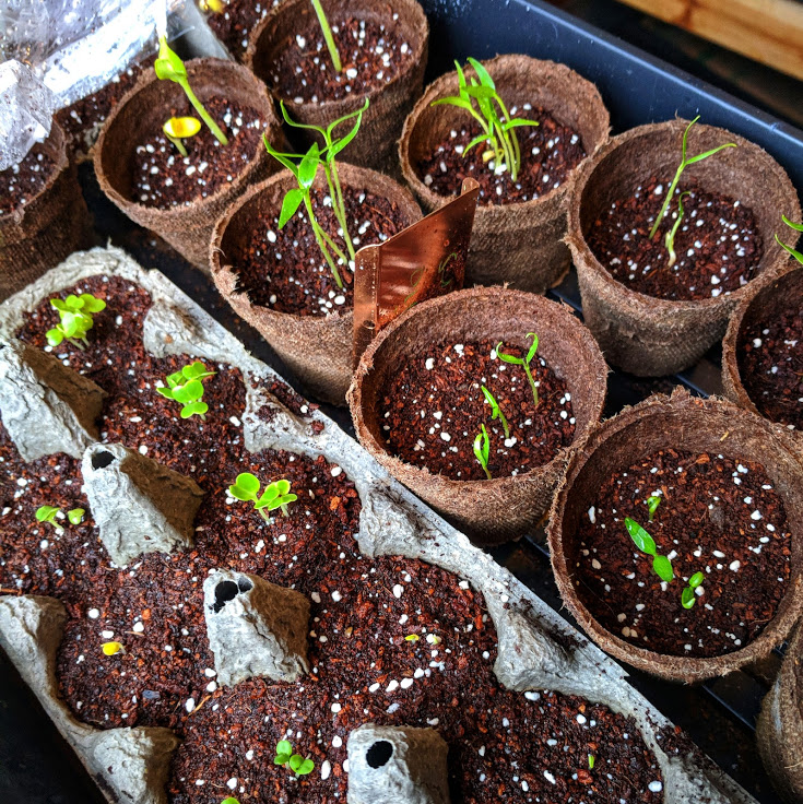 IMG_20180406_073511-01