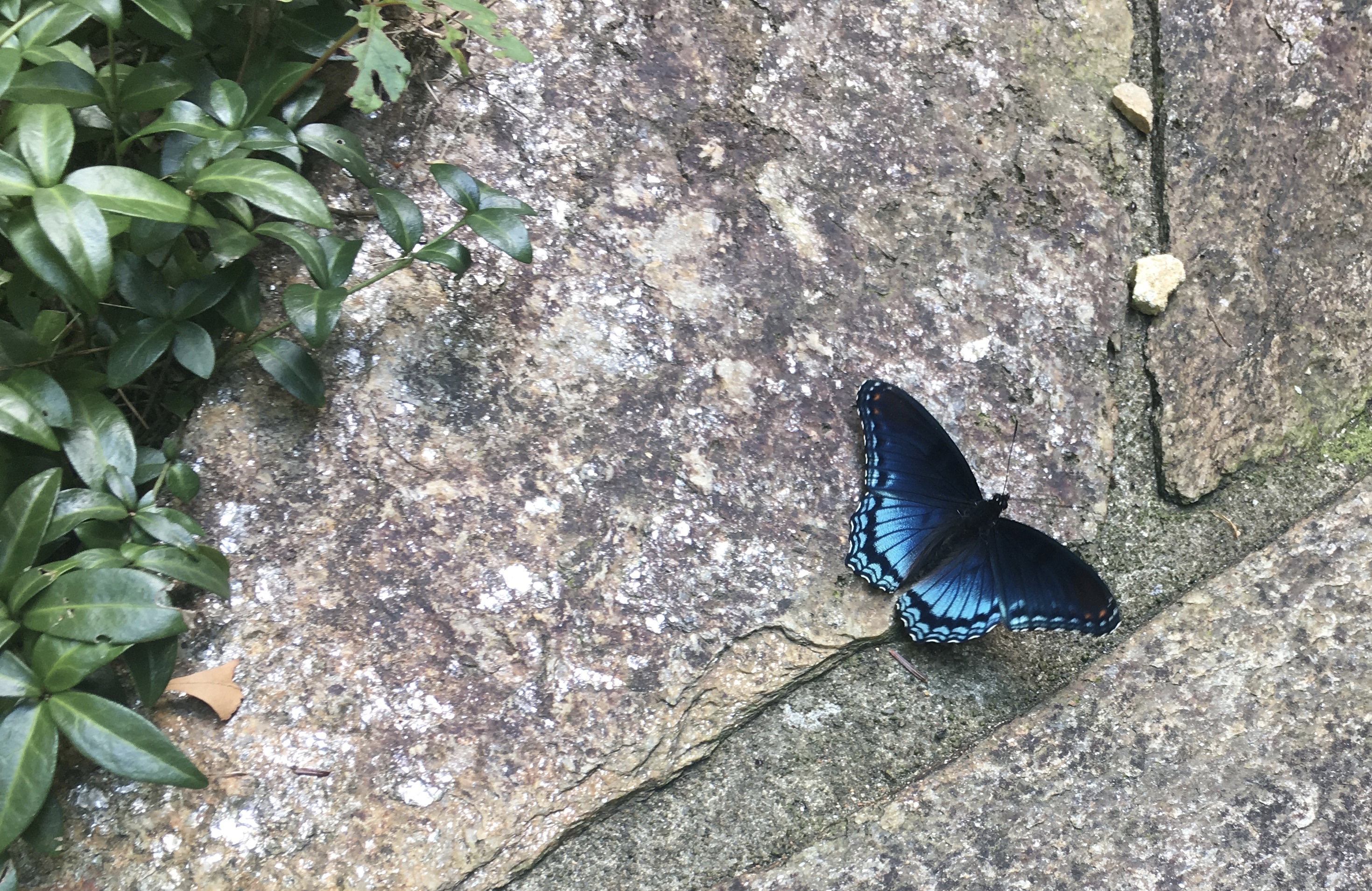 red spotted purple