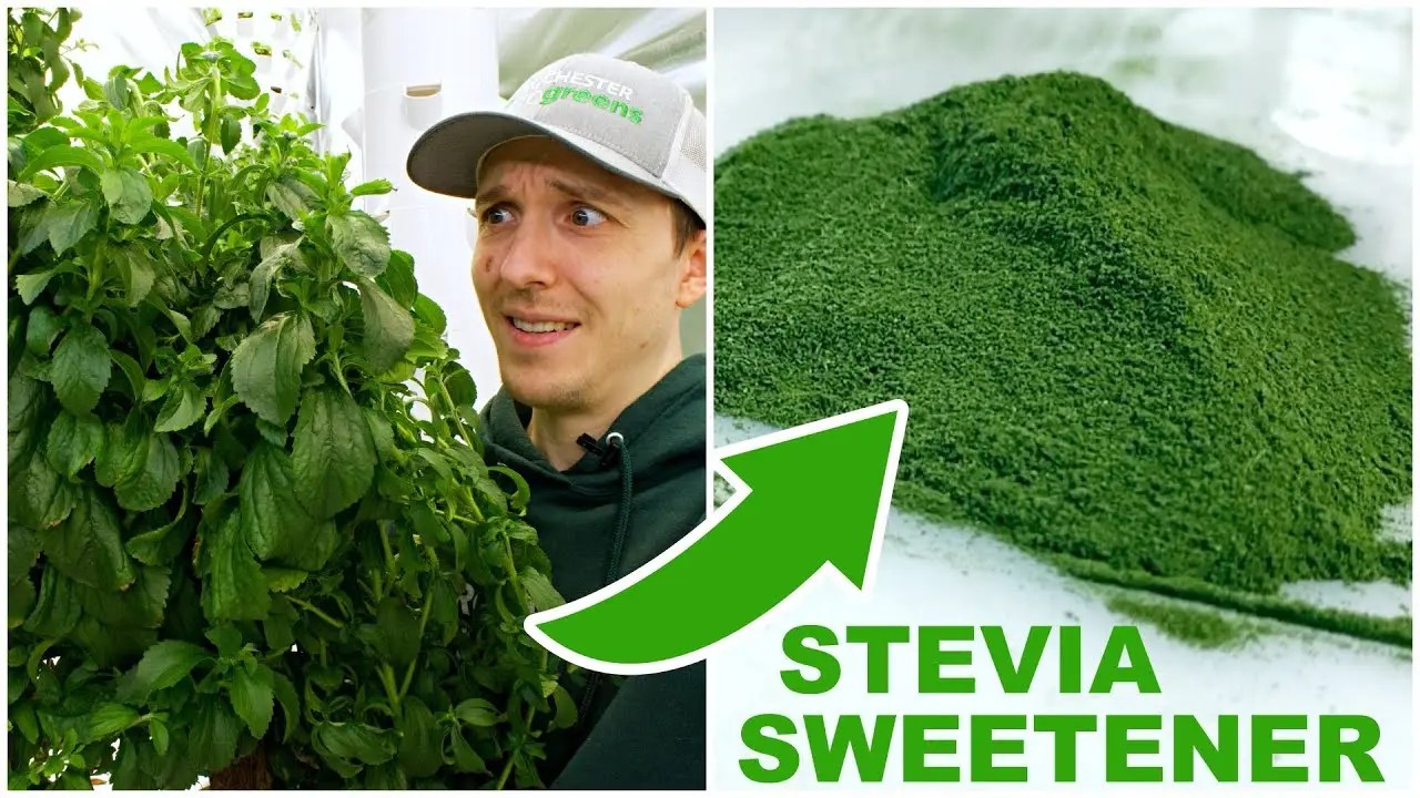 How To Process Stevia Into Powder video image