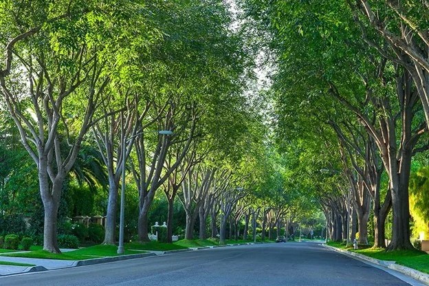 Where have the trees gone? L.A. area’s green cover down dramatically in just 10 years