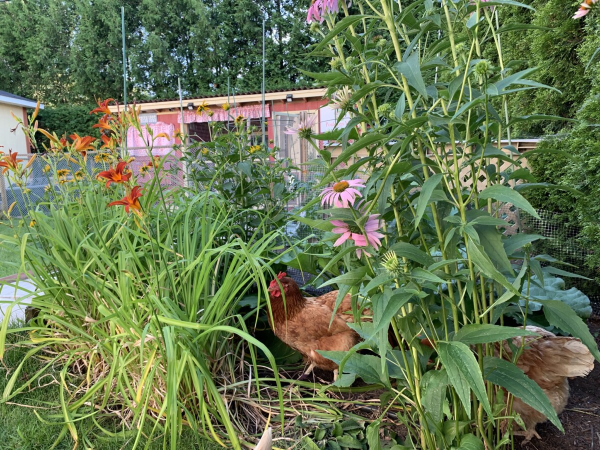 poules ombre chaleur