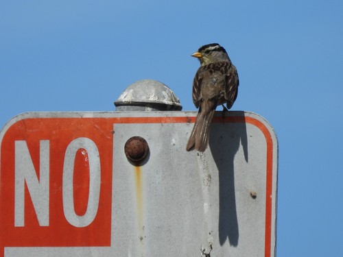 sparrow sitting on a street sign
