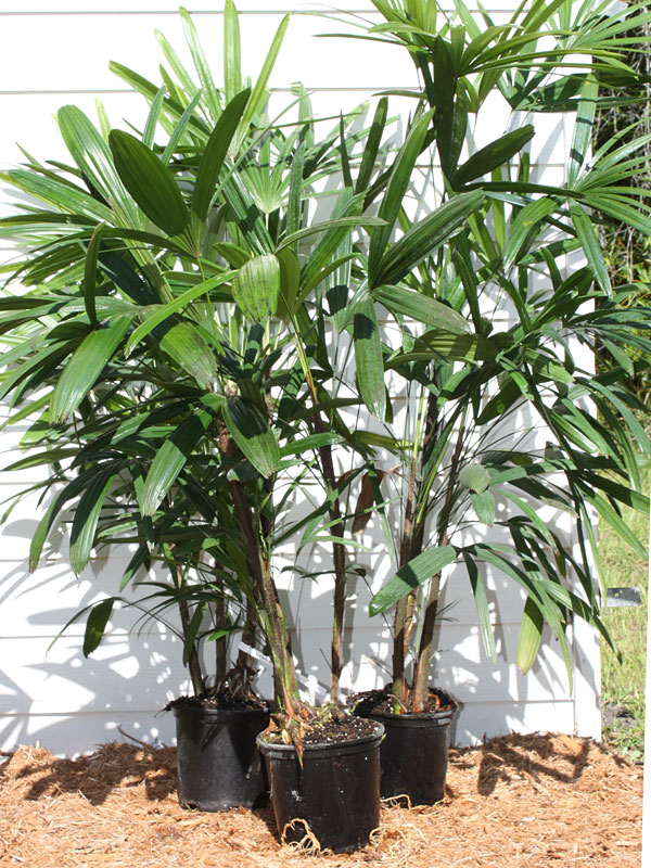 Lady Palm Plant Care How To Grow The Broadleaf Rhapis Excelsa Palm