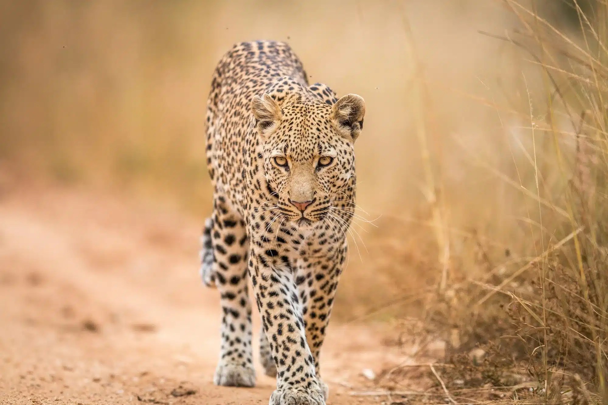 Best Wildlife Cameras