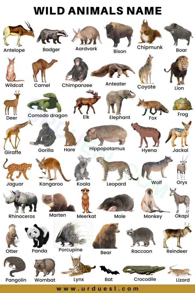 75+ wild animals names in english with pictures and download pdf