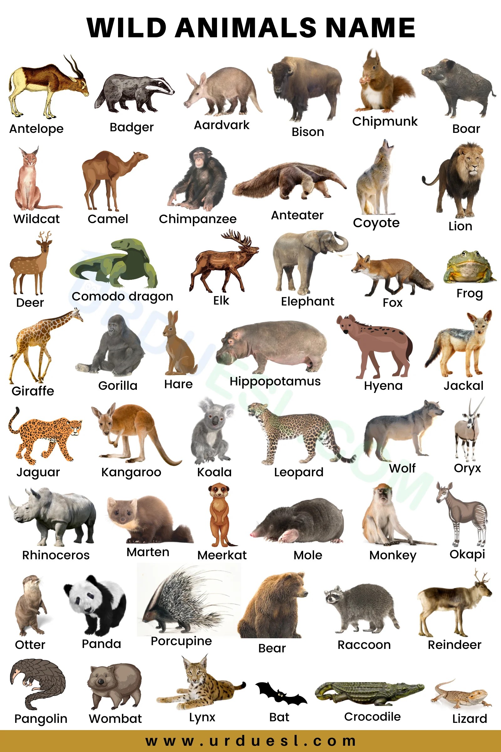 20 animals that live underground 1. 75 Wild Animals Names In English With Pictures And Download Pdf