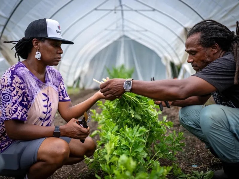 After Cyclospora Outbreak, Local Black Farms See Rise in Support