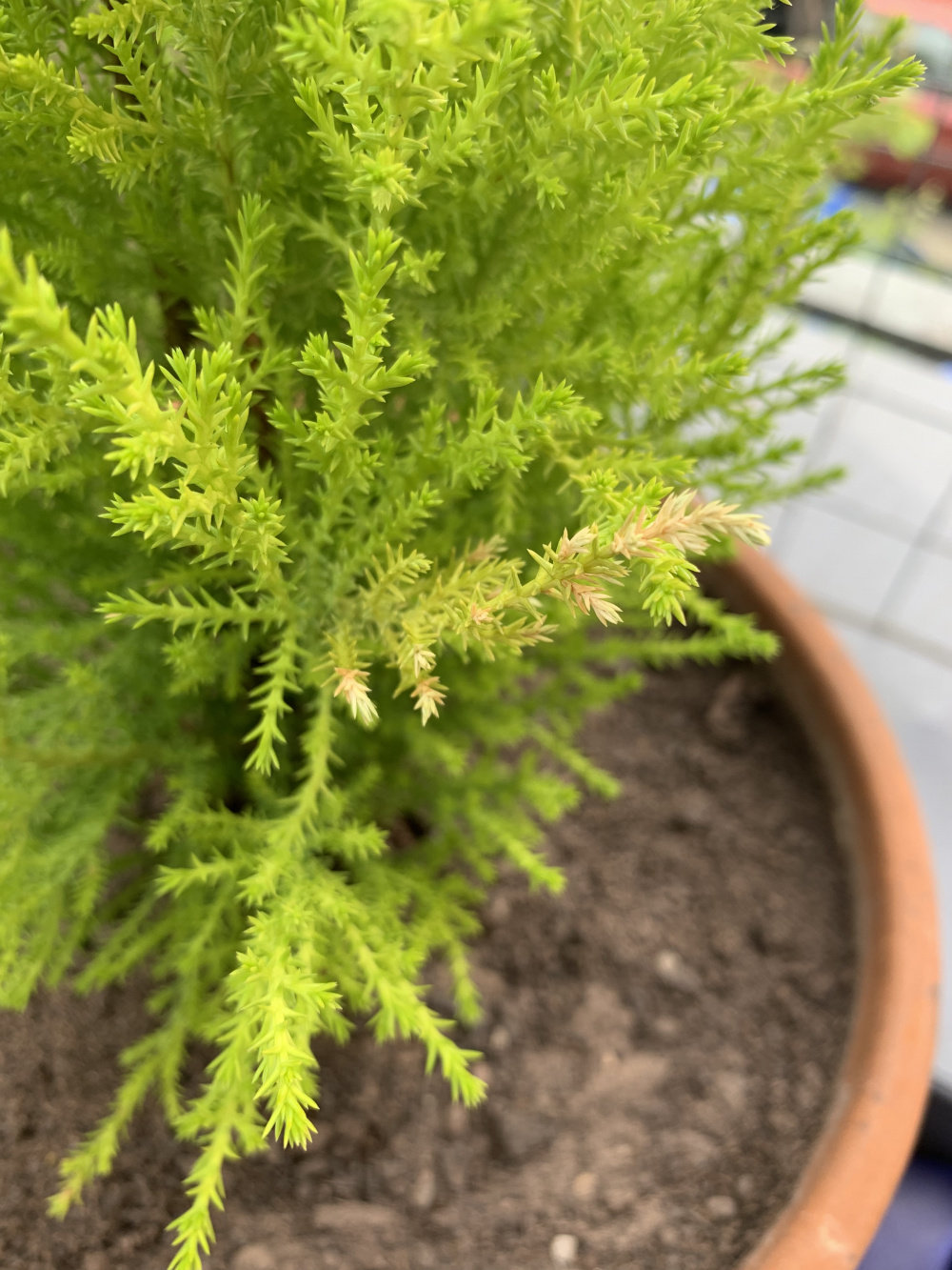 The Gardeners Anonymous Blog How To Care For Your Lemon Cypress