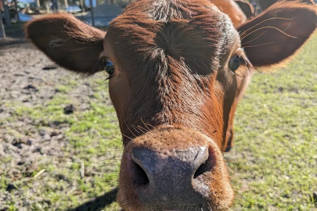 Rooterville Animal Sanctuary #14