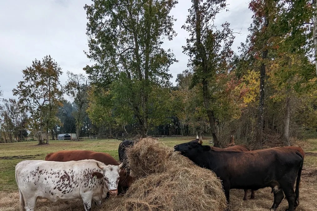 Rooterville Animal Sanctuary #15