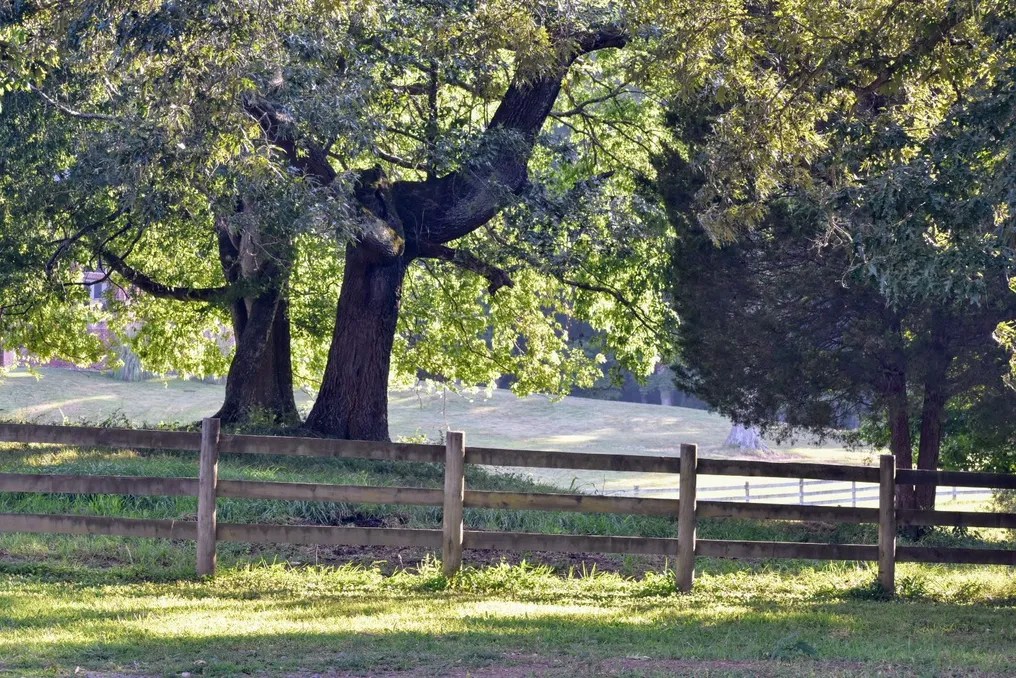 Running Mare #18