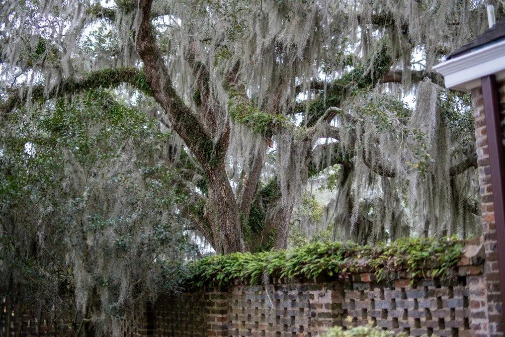 Wedgefield Country Club #28