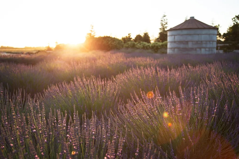 Pageo Lavender Farm #20
