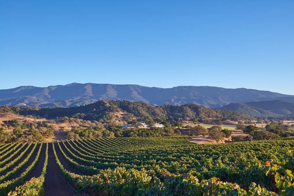 Happy Canyon Vineyard #2