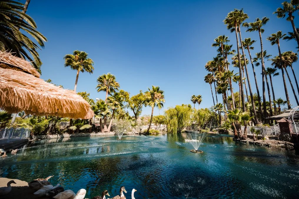 Rancho de las Palmas #65