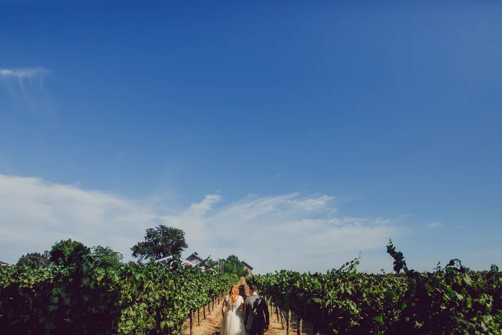 Scribner Bend Vineyards #43