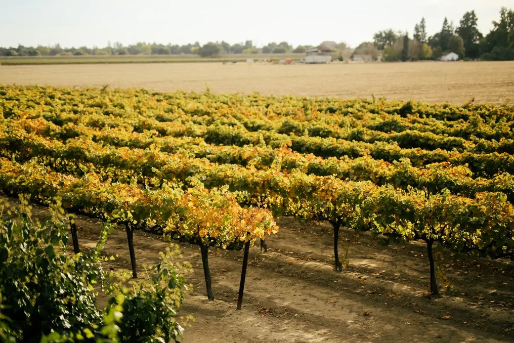Scribner Bend Vineyards #94