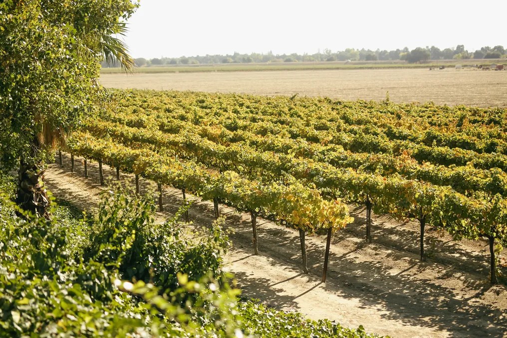 Scribner Bend Vineyards #98