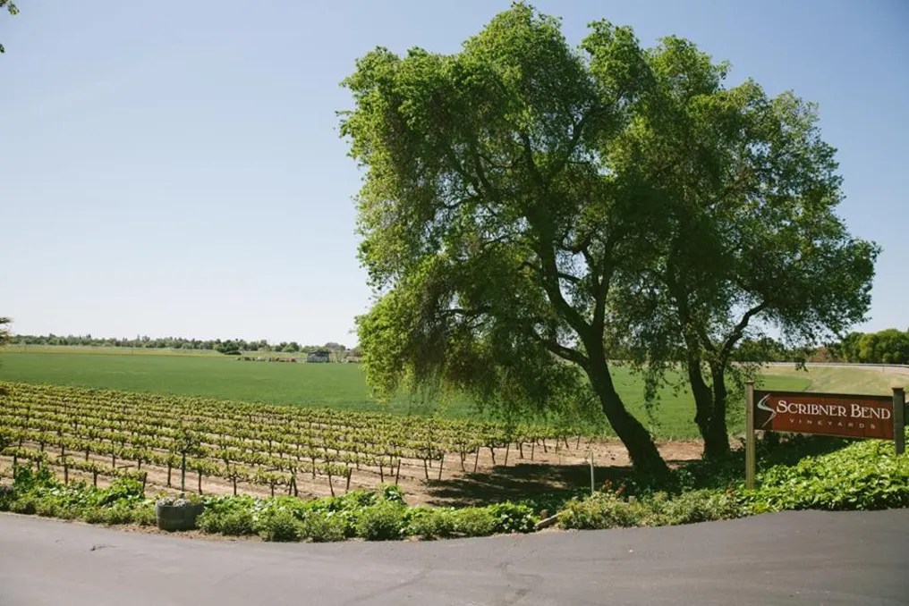Scribner Bend Vineyards #115