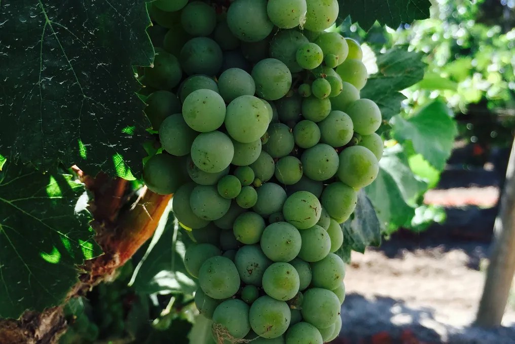 Scribner Bend Vineyards #160