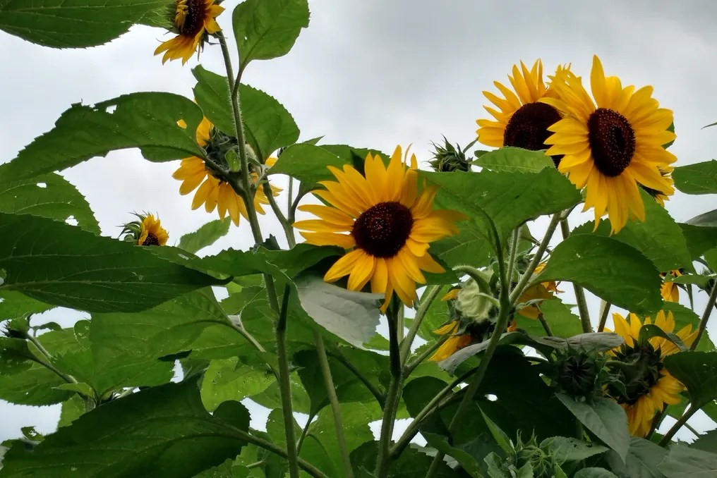 Enchanted Valley Farm #10
