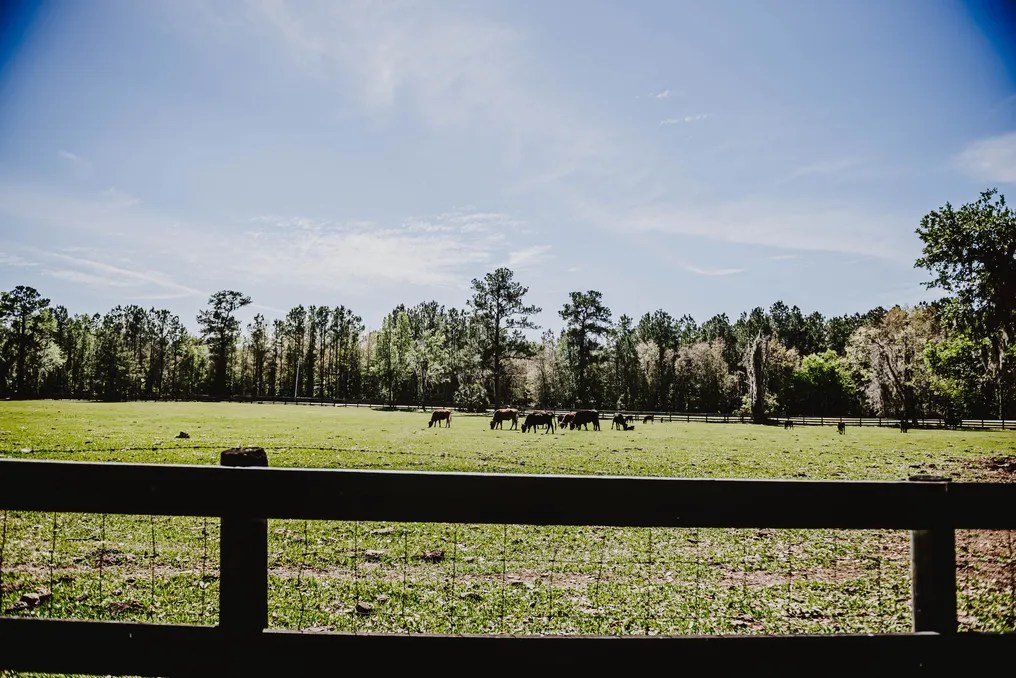 The Cattle Barn at Triple J Farm #12