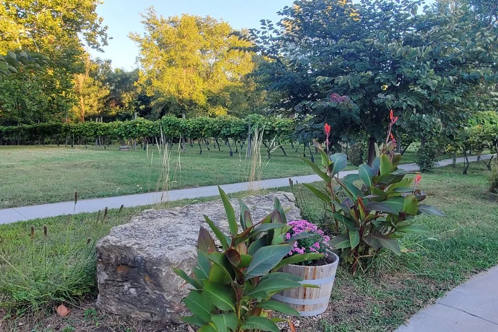 Mallinson Vineyard and Hall #11