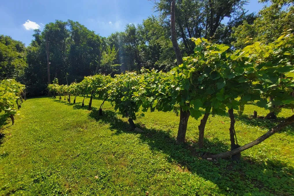 Mallinson Vineyard and Hall #21