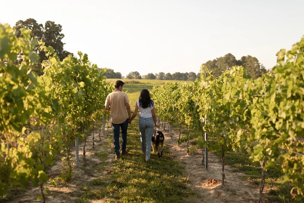 Riverside Vines #17
