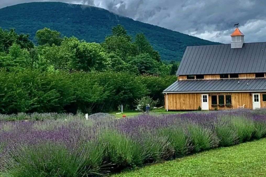 Silver Fox Lavender Farm #29