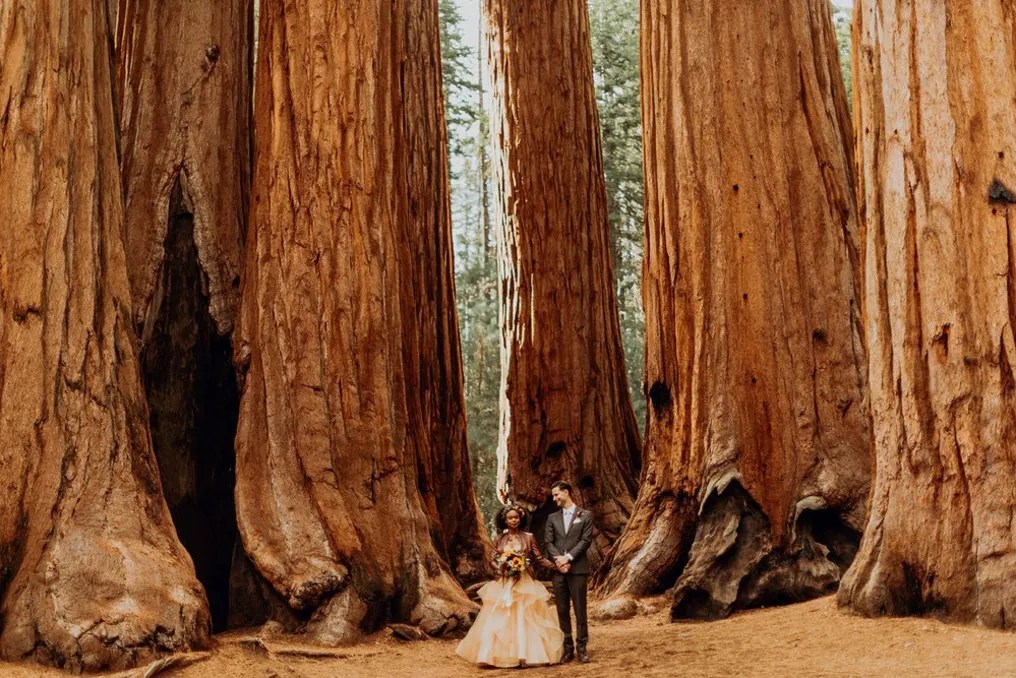 Sequoia Weddings - All Inclusive weddings & elopements #3